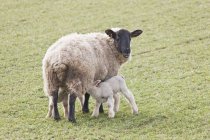 Lait de consommation d'agneau — Photo de stock