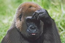 Retrato de gorila occidental - foto de stock