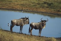 Wildebeests in piedi sulla riva — Foto stock