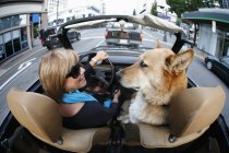 Una mujer conduce en su clásico Volkswagen convertible con la parte superior hacia abajo, con su perro mascota, a través de las calles del centro; Victoria, Columbia Británica, Canadá - foto de stock