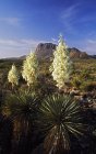 La floraison du Yucca Chisos de Torrey — Photo de stock