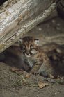 Mountain Lion Cub — Stock Photo