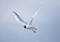 Pássaro em voo sobre o céu — Fotografia de Stock