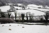 Pastagem de ovelhas na neve — Fotografia de Stock
