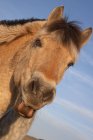 Cavalo de fiorde norueguês — Fotografia de Stock