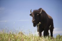 Büffel steht auf Feld — Stockfoto