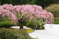 Portland jardín japonés - foto de stock