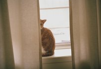 Chat assis derrière les rideaux — Photo de stock