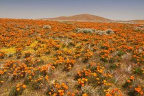 California Poppy Wildflower — Stock Photo