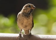 Sparrow Perched On Beam — Stock Photo