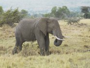Elefante con zanne sul campo — Foto stock