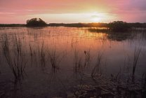 Sonnenaufgang über dem Sumpf in Florida — Stockfoto