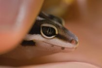 Baby Leopard Gecko — стокове фото