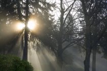 Arbres dans le brouillard, vallée de la Willamette — Photo de stock