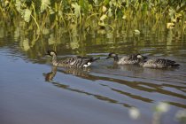 Hawaiian Goose e Goslings — Foto stock