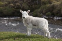 Овцы стоят на берегу — стоковое фото