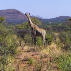 Жираф стоит на земле — стоковое фото