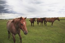 Pferde weiden auf Feld — Stockfoto