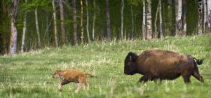 Bison Chasing Calf In Field — Stock Photo