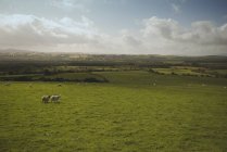 Овцы пасутся в поле — стоковое фото
