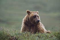 Urso Grizzly com pele molhada — Fotografia de Stock