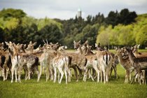 Fallow Deers on green grass — Stock Photo