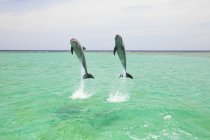 Dois golfinhos engarrafados — Fotografia de Stock