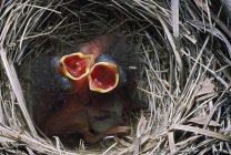 Junco aux yeux foncés Nestlings — Photo de stock
