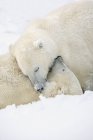 Dos osos polares - foto de stock