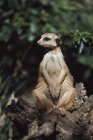 Meerkat, сидячи на пень — стокове фото