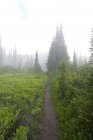 Sendero en niebla matutina, Parque Nacional Mount Rainier, Washington, EE.UU. - foto de stock