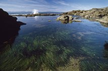 Tide Pool during daytime — Stock Photo