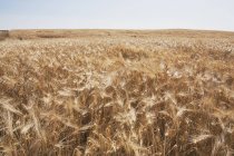 Campo di grano maturo — Foto stock
