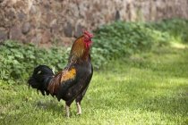 Rooster standing on grass — Stock Photo