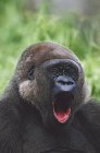 Westlicher Gorilla gähnt — Stockfoto