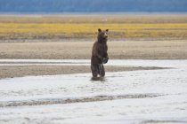 Urso pardo de pé — Fotografia de Stock