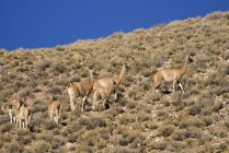 Camelos Grazing em Hillside — Fotografia de Stock