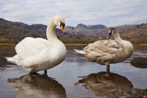 Лебеди на озере на фоне гор — стоковое фото