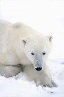 Retrato de oso polar - foto de stock