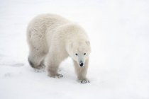 Одинокий белый медведь — стоковое фото
