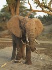Слон стоячи проти дерево — стокове фото