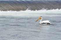 Американський Білий Пеликан — стокове фото