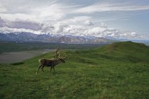 Touro das Caraíbas em Alpine Meadow, Alaska, EUA — Fotografia de Stock