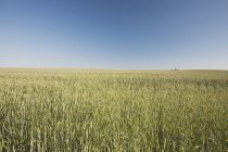Campo di grano verde — Foto stock