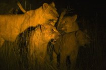 Lions la nuit dans l'herbe haute — Photo de stock