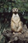 Meerkat, сидячи на пень — стокове фото