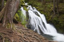 Wasserfall von Bäumen umgeben — Stockfoto