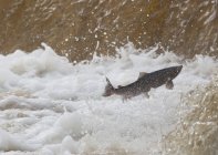 Прыжки рыб вверх по течению — стоковое фото