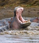 Bâillement Hippopotame dans l'eau — Photo de stock
