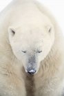 Orso polare a riposo — Foto stock